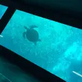 川平湾の写真_60652