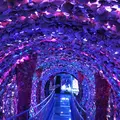 竹島ファンタジー館の写真_60922