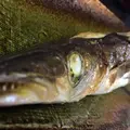 汐風 (上目黒店)の写真_61089