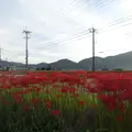 ひがんばなの里の写真_61149