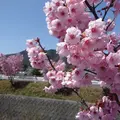 今治市の写真_61157