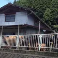 幸野川橋梁の写真_61913