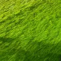 水の都　大垣市の写真_6419