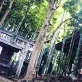 徳雄山 建功寺の写真_66785