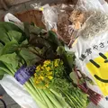 鎌倉市農協連即売所の写真_67299