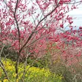 寝姿山展望台の写真_67453