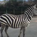 伊豆アニマルキングダムの写真_67464