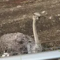 伊豆アニマルキングダムの写真_67466