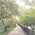 河津川の写真_67818