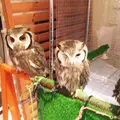 フクロウのみせの写真_67854