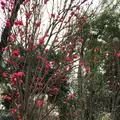 戸山公園（交通公園）の写真_69525