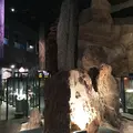 神奈川県立生命の星・地球博物館の写真_69983