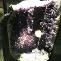 神奈川県立生命の星・地球博物館の写真_69984