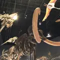 神奈川県立生命の星・地球博物館の写真_69988