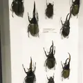 神奈川県立生命の星・地球博物館の写真_69989