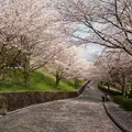 菊池市役所 総合体育館の写真_69999