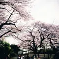 法明寺の写真_70191