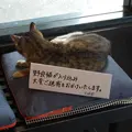 文明堂総本店 南山手店の写真_7212