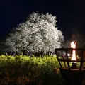 一心行の大桜の写真_72216