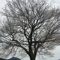 前原の一本桜の写真_72217