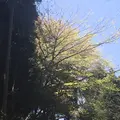 高森阿蘇神社の写真_72224