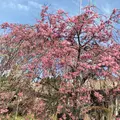 阿蘇フォークスクールの写真_72232