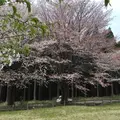 高森町 鍋の平キャンプ場の写真_72235