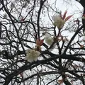 前原の一本桜の写真_72385