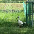 兵庫県立コウノトリの郷公園の写真_729957