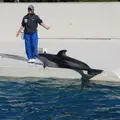 太地町立くじらの博物館の写真_729991