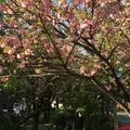 古川親水公園の写真_73497