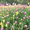 羊山公園の写真_73721