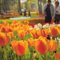 国営ひたち海浜公園の写真_74175