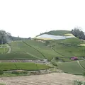 和束町の写真_74285