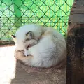 宮城蔵王キツネ村の写真_74476