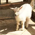 宮城蔵王キツネ村の写真_74477