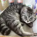 野崎屋の写真_7535