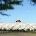 みさと芝桜公園の写真_75718
