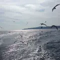 黒船サスケハナの写真_75758