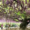あしかがフラワーパークの写真_76014