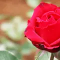 あしかがフラワーパークの写真_76016