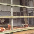 北坂養鶏場の写真_76191
