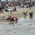 潮干狩りの写真_76286