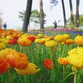 国営ひたち海浜公園の写真_76528