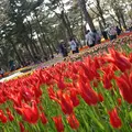 国営ひたち海浜公園の写真_76529