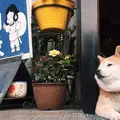 ひがし茶屋街の写真_76700