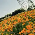 国営ひたち海浜公園の写真_77230