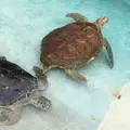 新江ノ島水族館の写真_77444