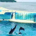 新江ノ島水族館の写真_77445