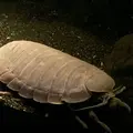 新江ノ島水族館の写真_77446